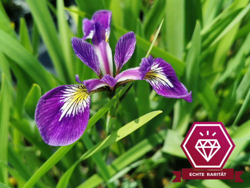 Iris versicolor Kermesina - rot-violette Sumpfschwertlilie
